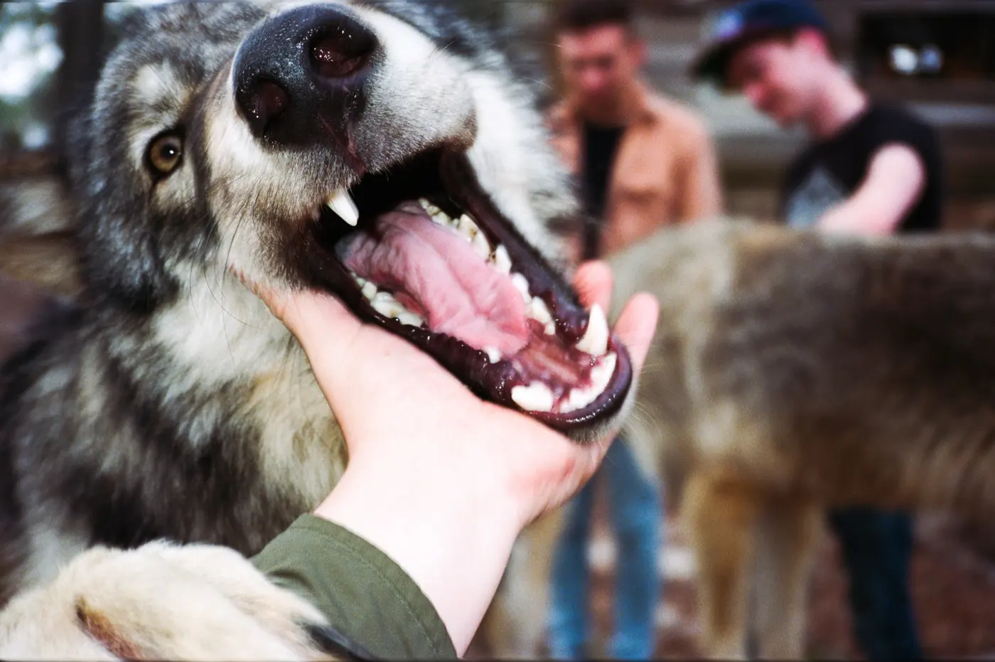 Wolf