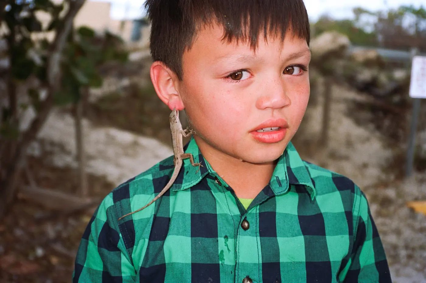 Lizard ear