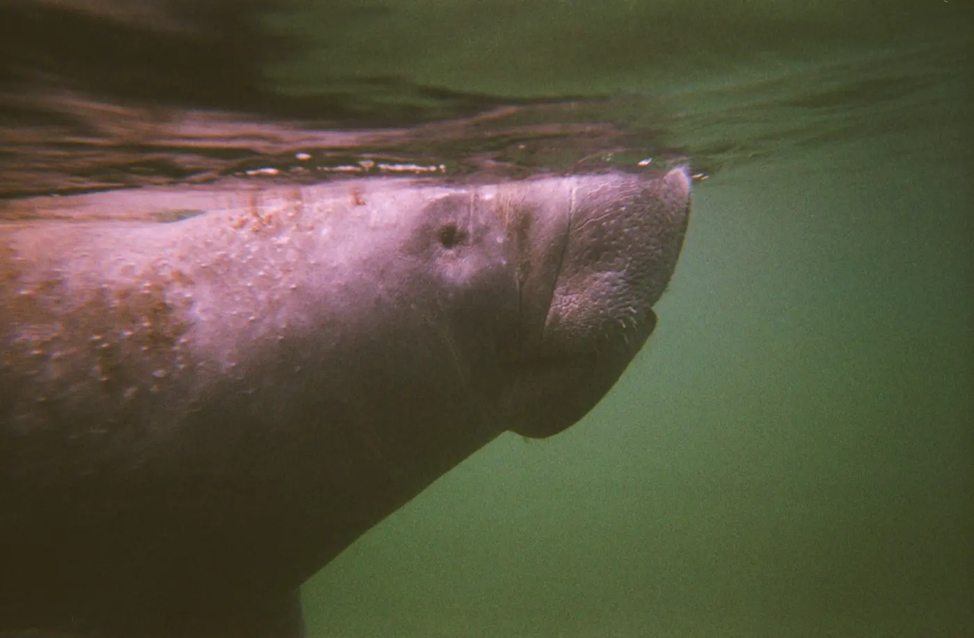 Manatee