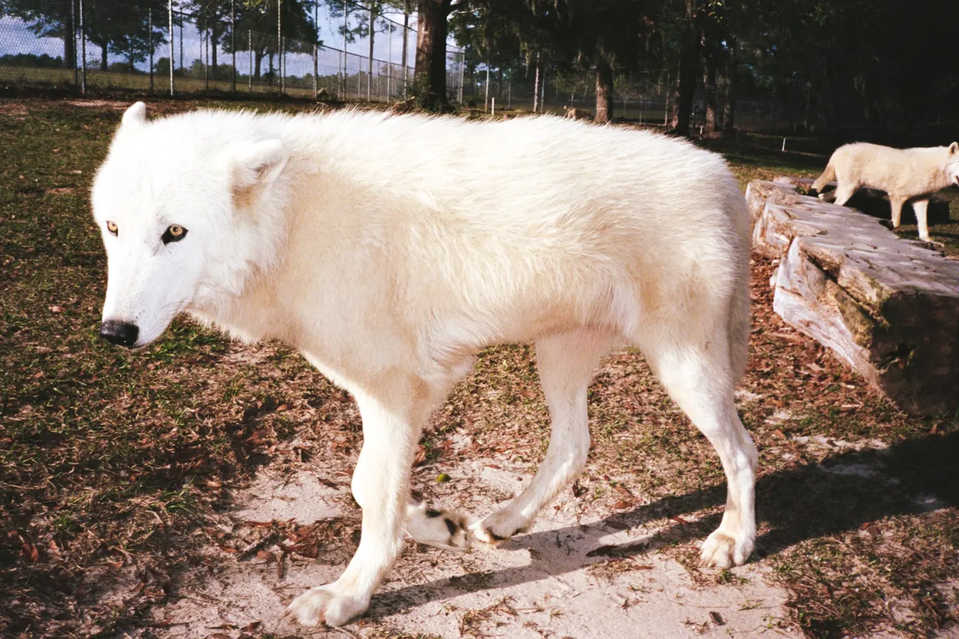 Wolves