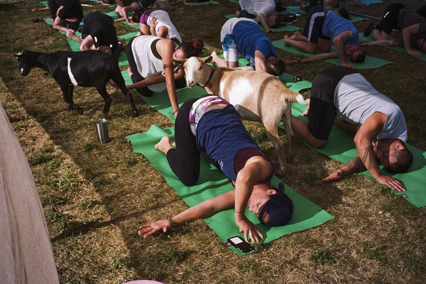 Goat yoga