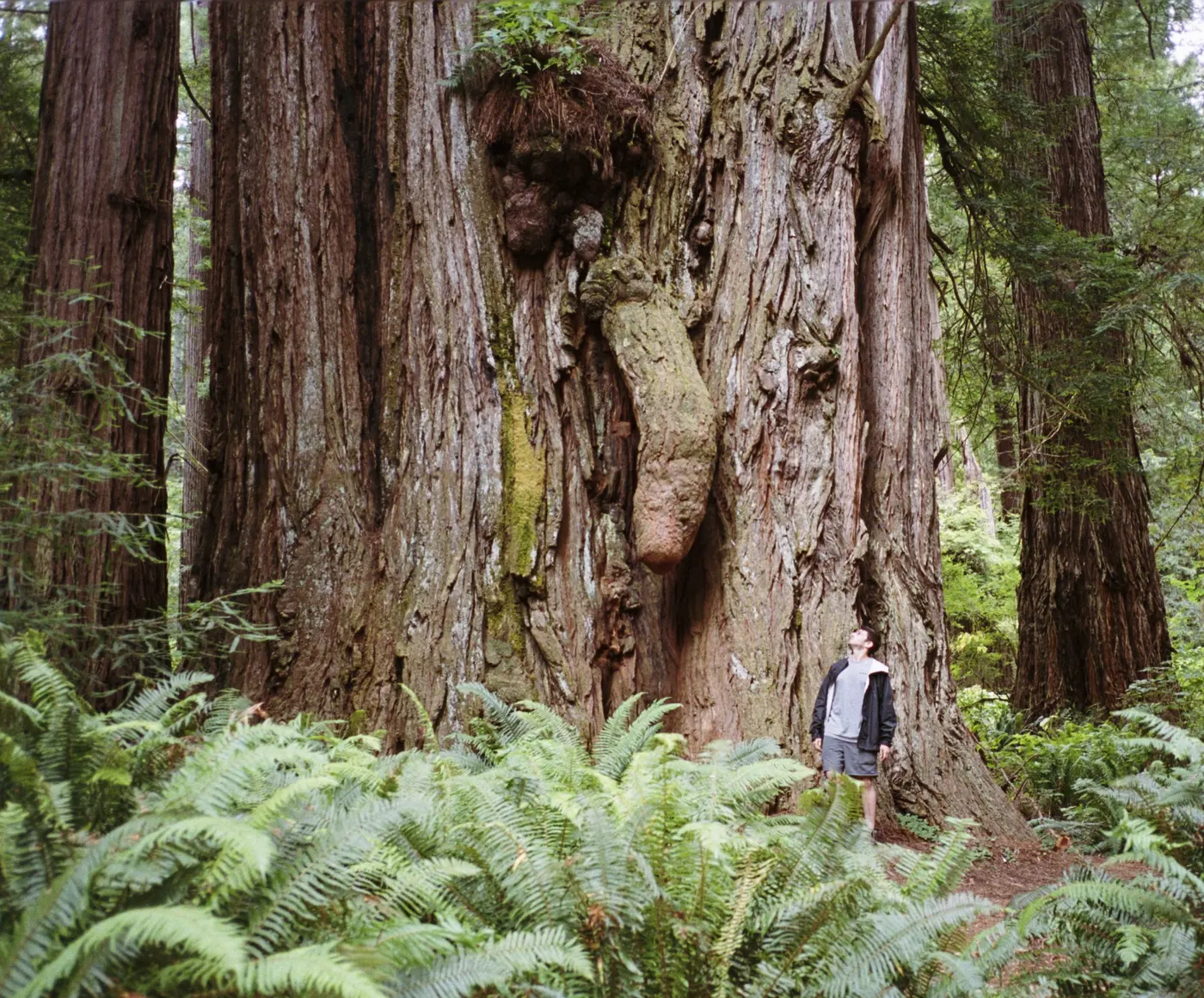 Redwoods Trees of Mystery