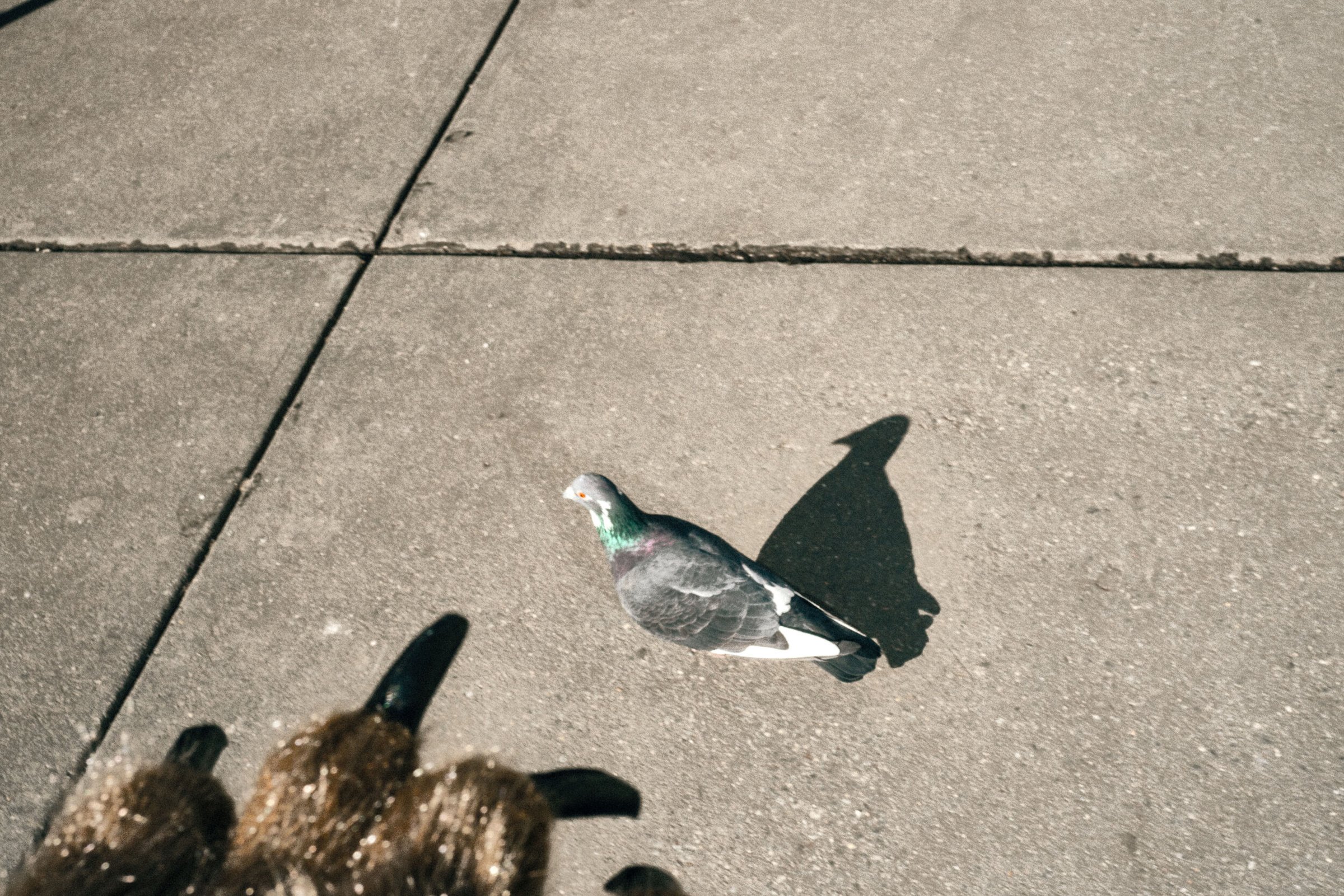 Bear Suit Surveillance — 31