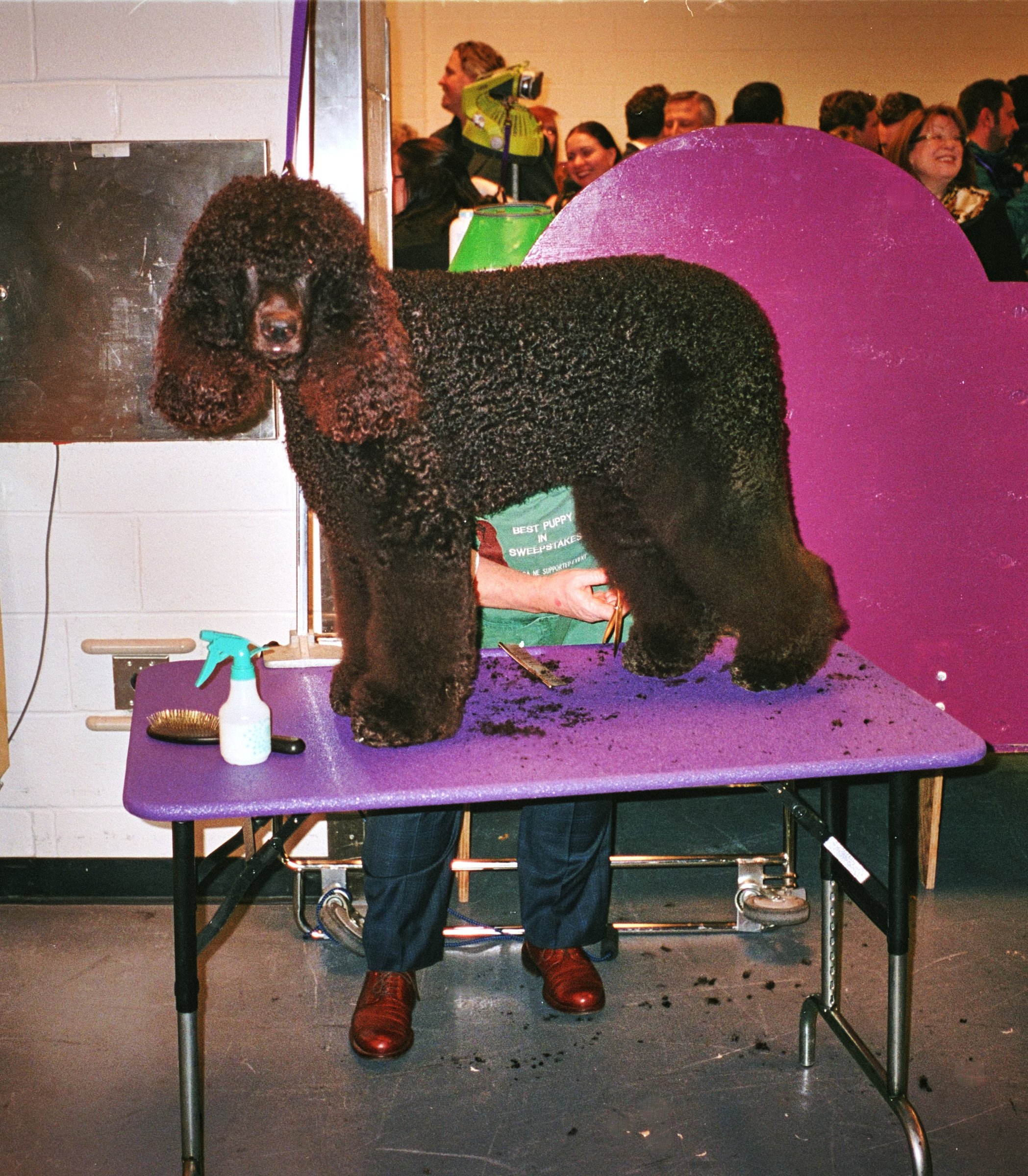 People at The Dog Show — 11