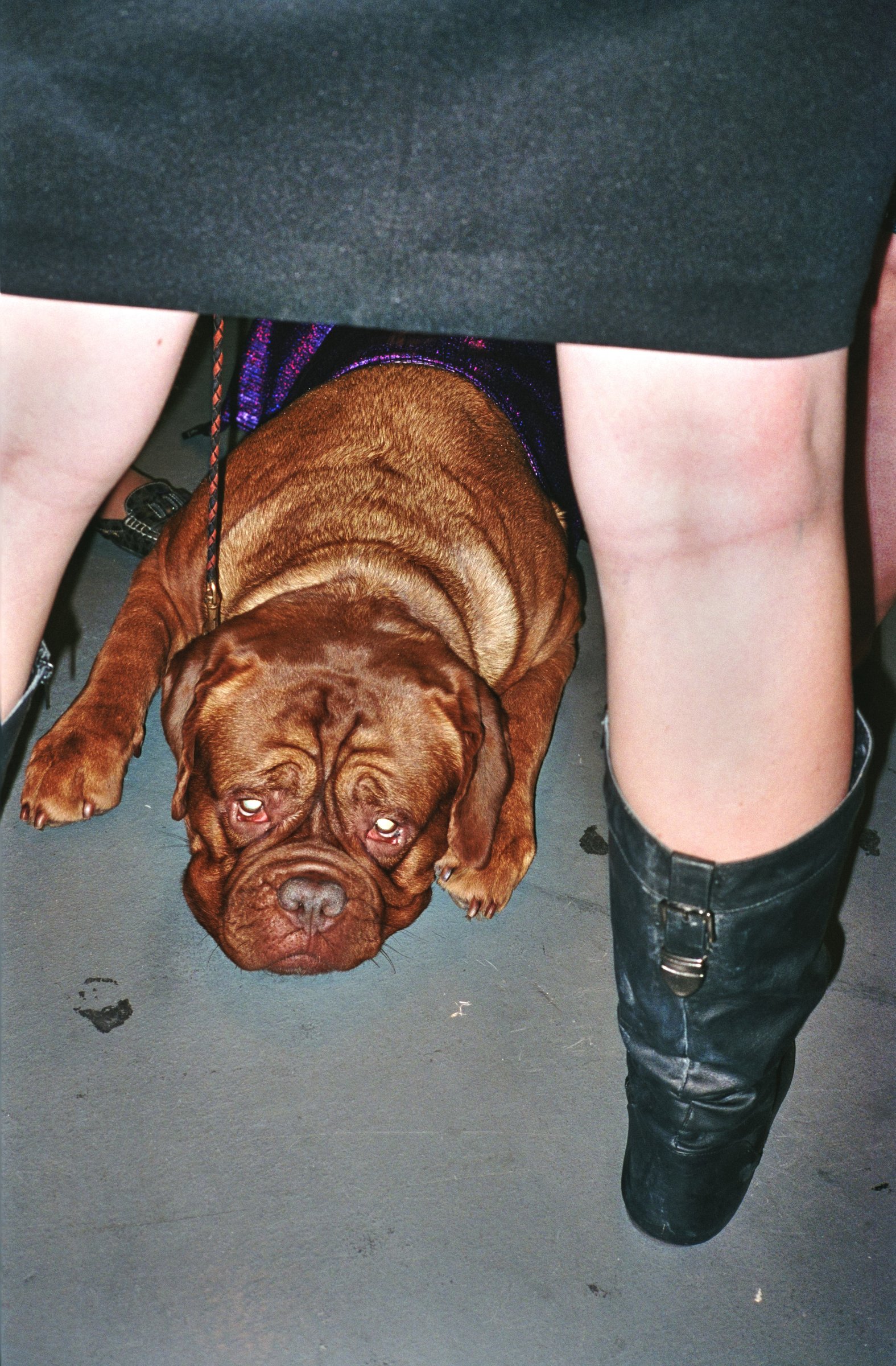 People at The Dog Show — 15